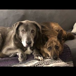 Meet your Posher, Brandy